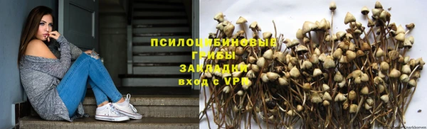 прущие грибы Алзамай